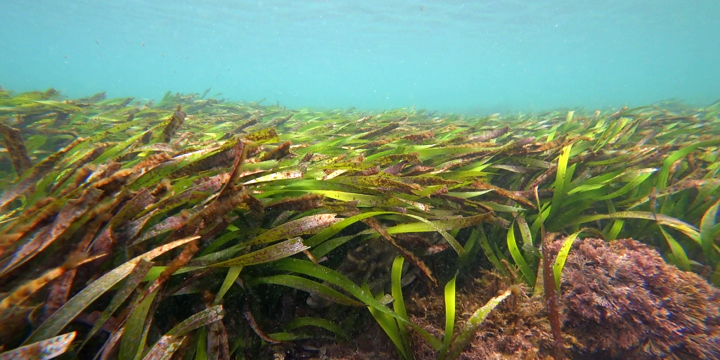 seagrass restoration