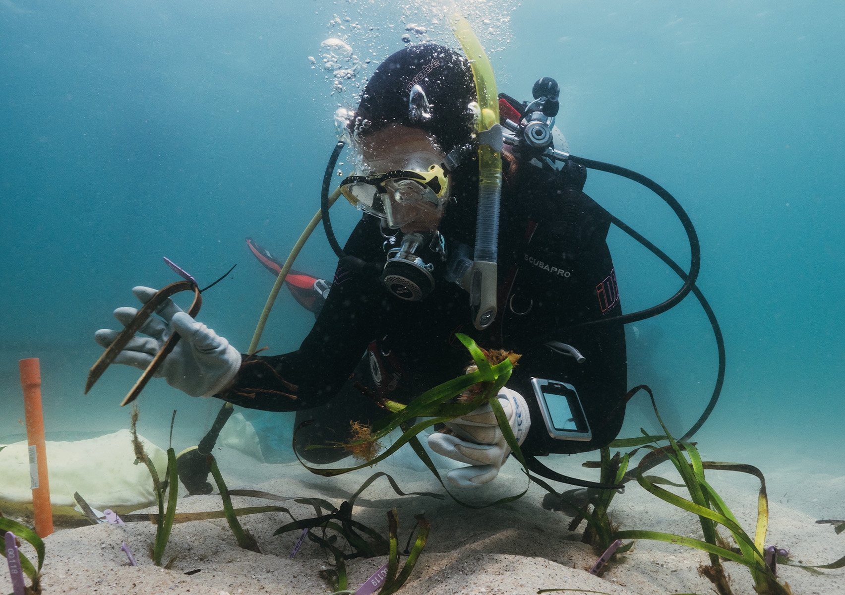 Seabed restoration