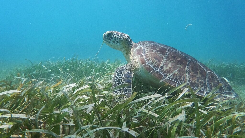 the benefits of seagrass restoration